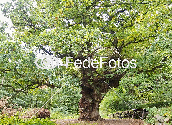 800 år gammelt egetræ