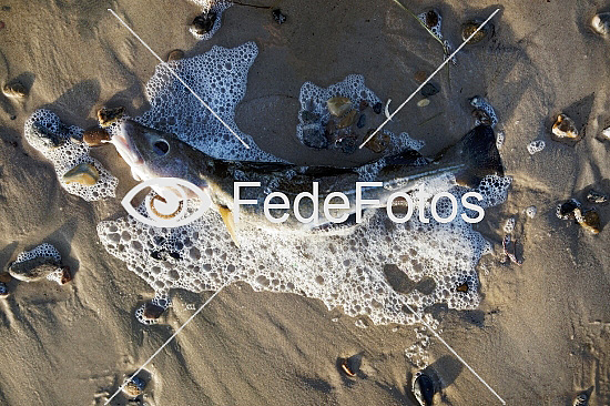 Død torsk på strand