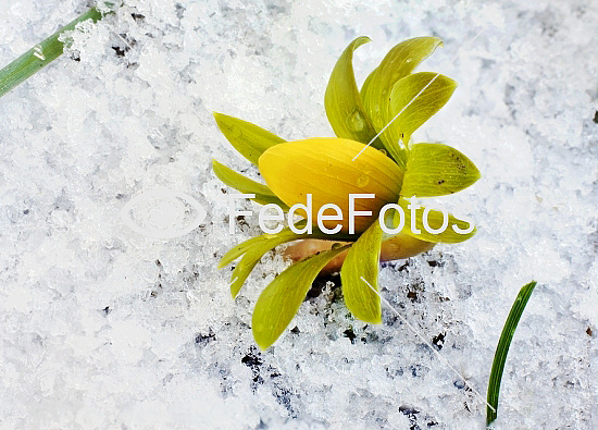 Erantis (Eranthis hiemalis) Winter aconite Vinterblomme