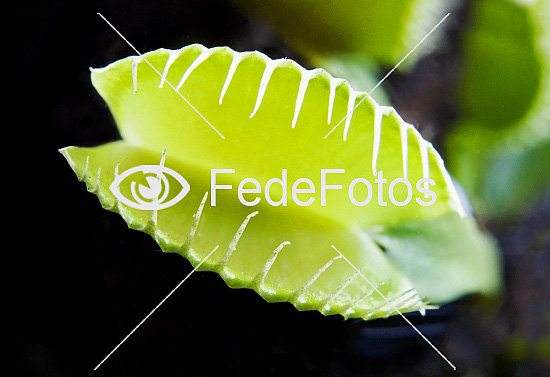 Fluefanger (Dionaea muscipula) blad af kødædende planter (Carnivore planter) Solduggfamilien (Droseraceae)