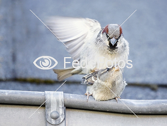 Gråspurv (Passer domesticus) Gråsparv Haussperling House Sparrow 