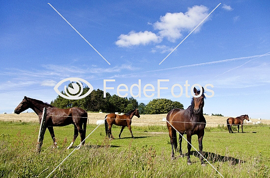 Hest (Equus caballus)
