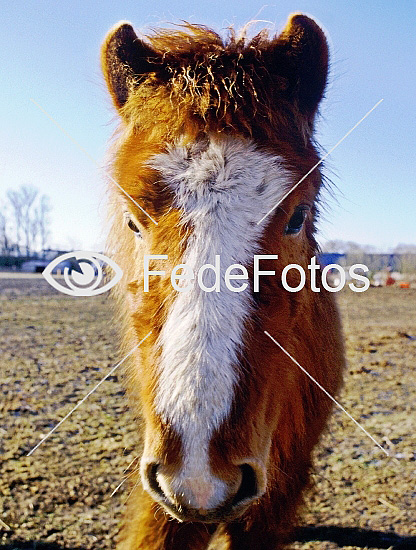 Islandske heste Equus caballu
