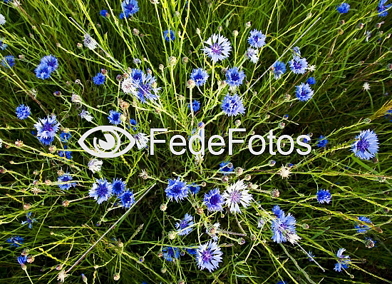 Kornblomster (Centaurea cyanus), kurveblomstfamilien (Asteraceae syn Compositae). Cornflower, Bachelor Button. Blåklint