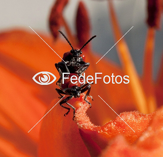 Liljebille (Lilioceris lilii) Bladbiller, bladbille, biller, bille, coleoptera, skalbagge, skalbaggar, beetle, beetles