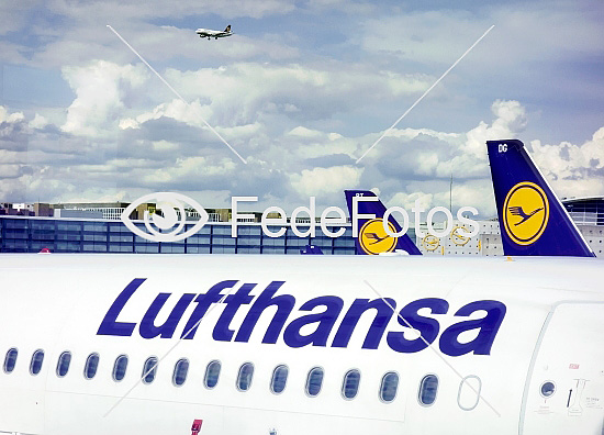 Lufthansa fly