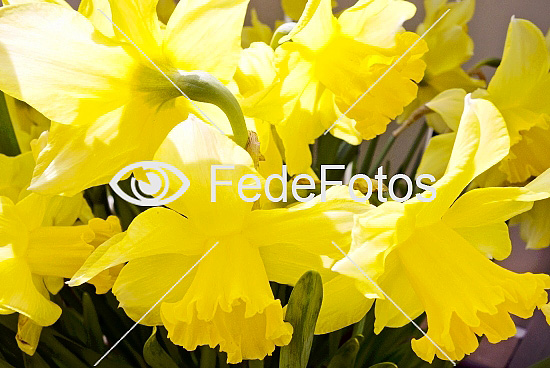Påskeliljer Narcisser (Narcissus) Narcis Narcisfamilien Amaryllidaceae Daffodil Daffodils Påsklilja