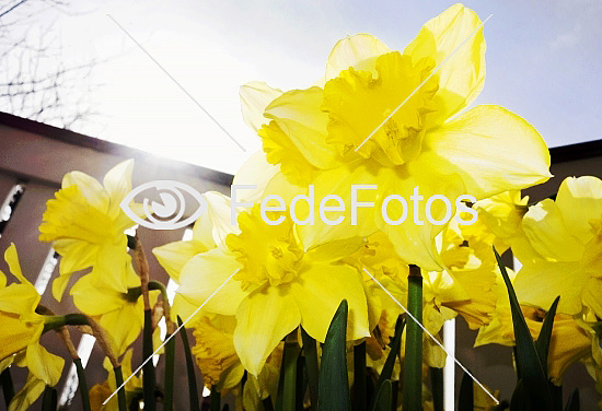 Påskeliljer Narcisser (Narcissus) Narcis Narcisfamilien Amaryllidaceae Daffodil Daffodils Påsklilja