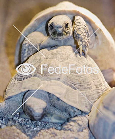Skildpadder