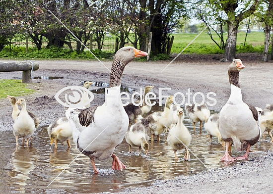 Tamgås (Anser anser domesticus) geese goose