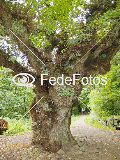 800 år gammelt egetræ