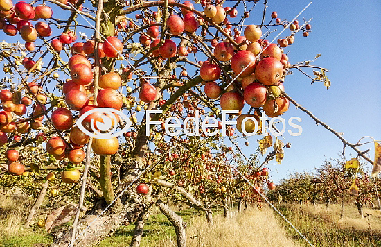 Æbleplantage