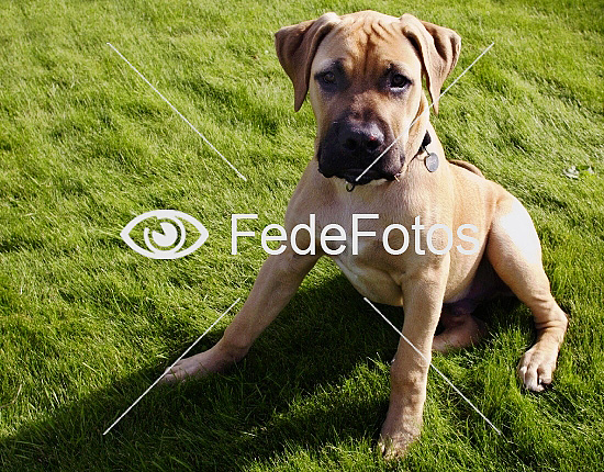 Boerboel