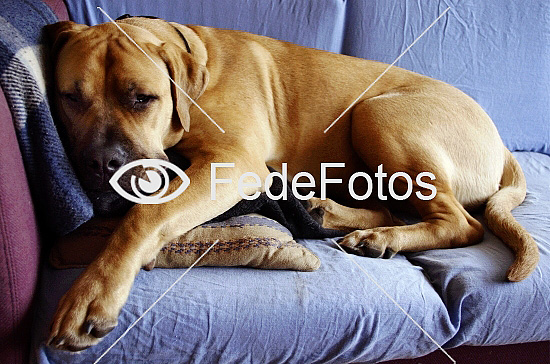 Boerboel - fotos