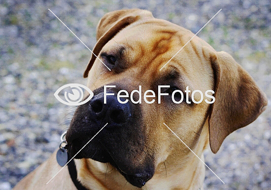 Boerboel