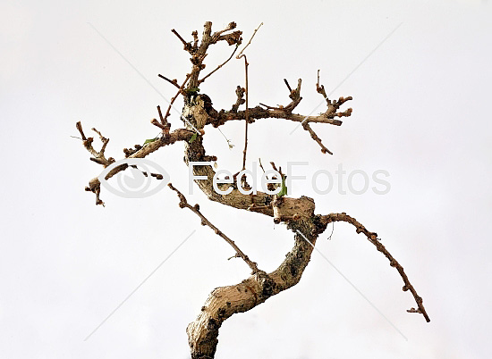 Bonsai træ