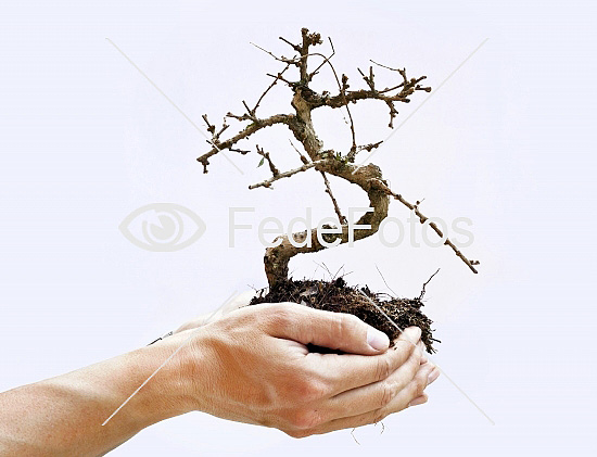 Bonsai træ