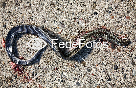 Død hugorm, Hugorme (Vipera berus), Hugorm, Hoggorm, Huggorm, Common Viper, Adder