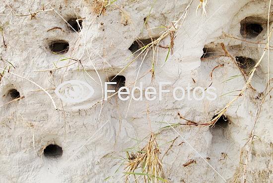 Digesvaler ( Riparia riparia) Sandmartin, sandsvale, backsvala, digesvale, hirundinidae