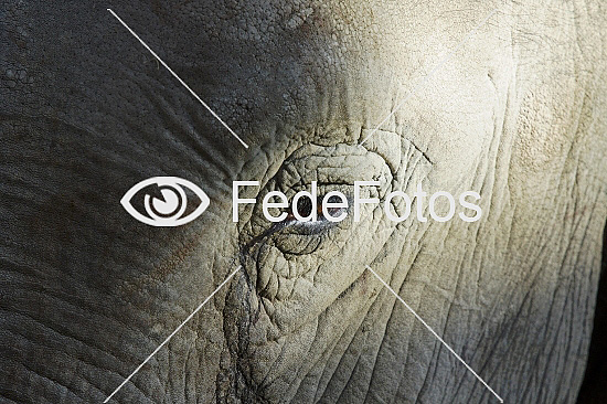 Elefant Elephas maximus