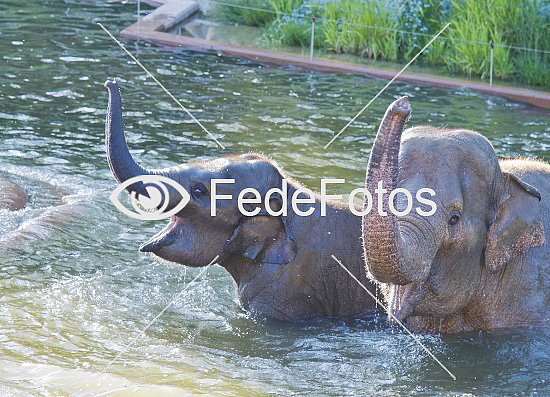 Elefanter bader