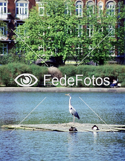 FedeFotos: Køb
