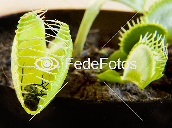 (Dionaea muscipula) blad kødædende planter planter) Solduggfamilien (Droseraceae) - FedeFotos: Køb fotos