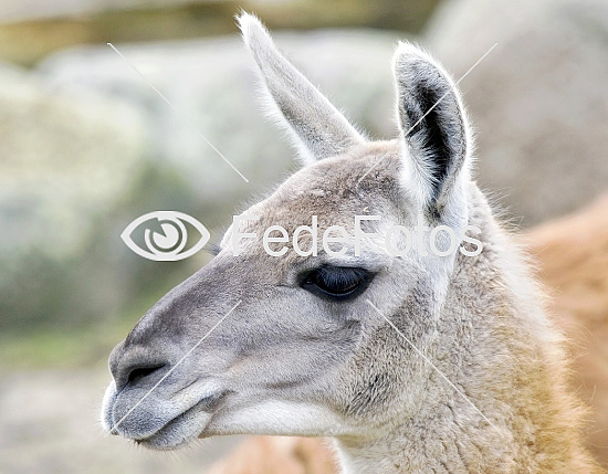 Guanaco (lama guanicoe)