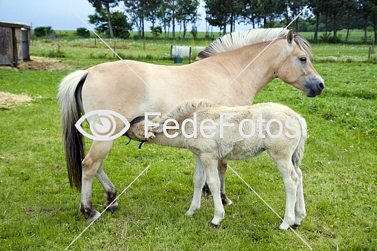 Hest Equus caballus