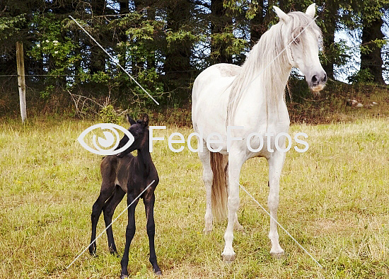Hest Equus caballus