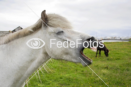 Islandsk hest vrinsker