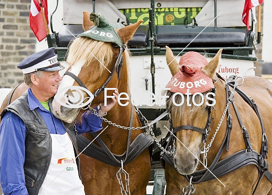 Jysk hest og kusk Equus caballus (bryggerhest)