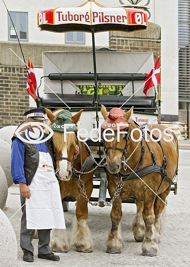 Jysk hest og kusk Equus caballus (bryggerhest)