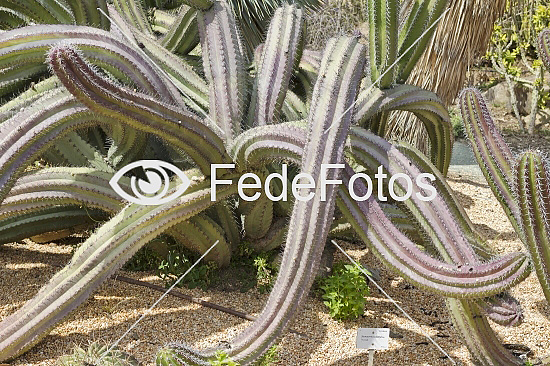 Kaktus - Stenocereus Stellatus