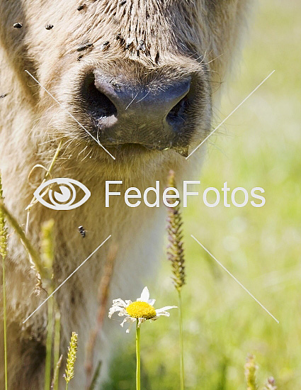 Kalv Skotsk Højland tamkvæg (Bos taurus) parrettåede hovdyr (Artiodactyla) skedehornede (Bovidae) 