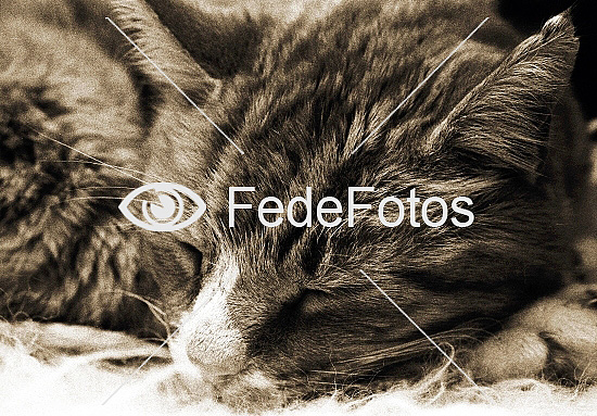 Kat