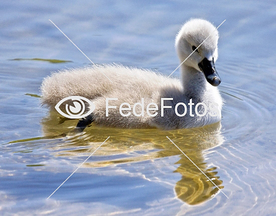 Knopsvane (Cygnus olor) Knölsvan Knoppsvane Mute Swan