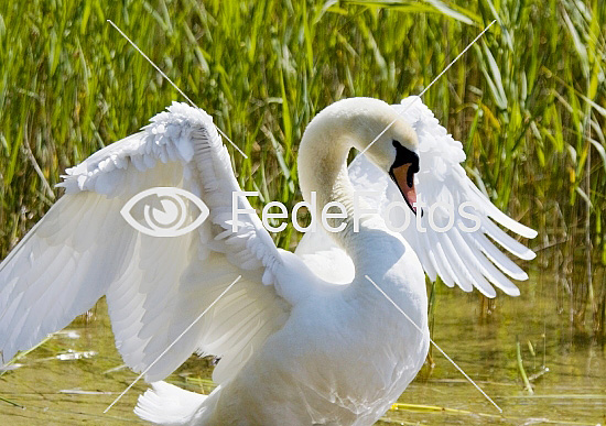 Knopsvane (Cygnus olor) Knölsvan Knoppsvane Mute Swan