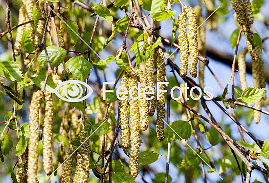 Rakler på birketræ (Betula pendula)