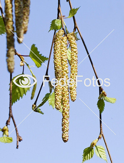 Rakler på birketræ (Betula pendula)