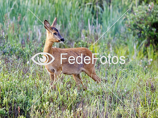 Rådyr (Capreolus capreolus), rå, råer