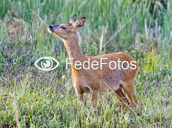 Rådyr (Capreolus capreolus), rå, råer