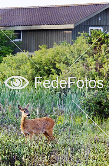 Rådyr (Capreolus capreolus), rå, råer