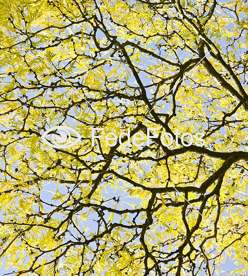 Tretorn (Gleditsia caspica) kaspisk tretorn kaldes også iransk tretorn