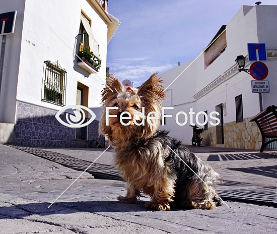 Yorkshire terrier