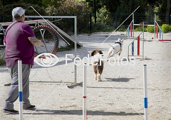 Agility træning