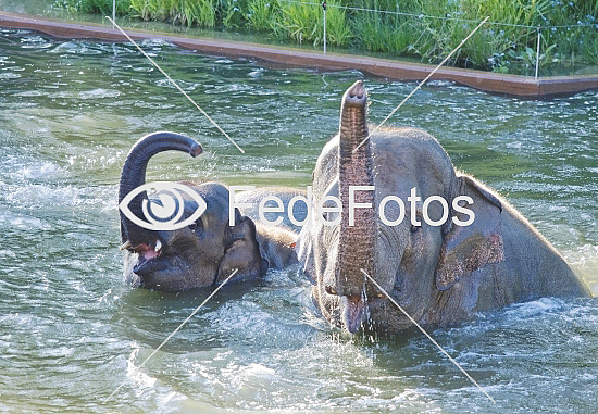 Elefanter bader