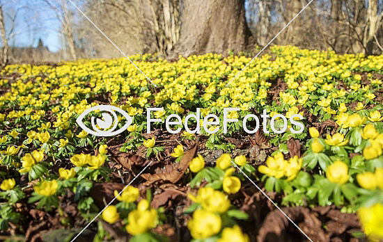 Erantis (Eranthis hiemalis) Winter aconite Vinterblomme