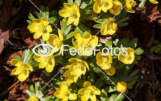 Erantis (Eranthis hiemalis) Winter aconite Vinterblomme