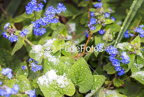 Forglemmigej (Myosotis sylvatica), Rubladfamilien, Boraginaceae, Woodland Forget-me-not, Skogminneblom, Skogsfögätmeigej 